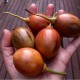 Tomate en arbre (Tamarillo)