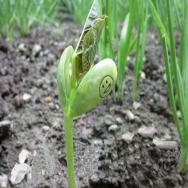 Graines Haricot BEST FRIEND pour faire passer vos messages