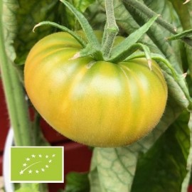 Tomate Moldovan Green BIO (tomate verte)