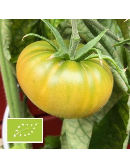 Tomate Moldovan Green BIO (tomate verte)