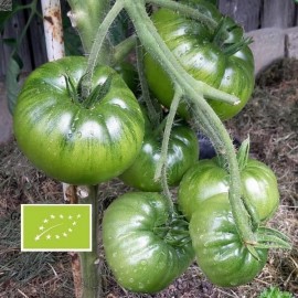 Tomate Moldovan Green BIO (tomate verte)