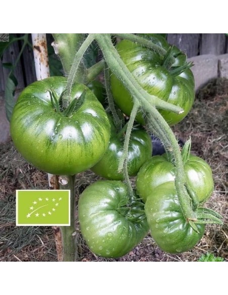 Tomate Moldovan Green BIO (tomate verte)