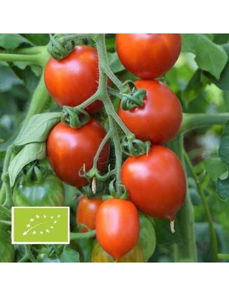 Tomate Brin de Muguet BIO (tomate cocktail)