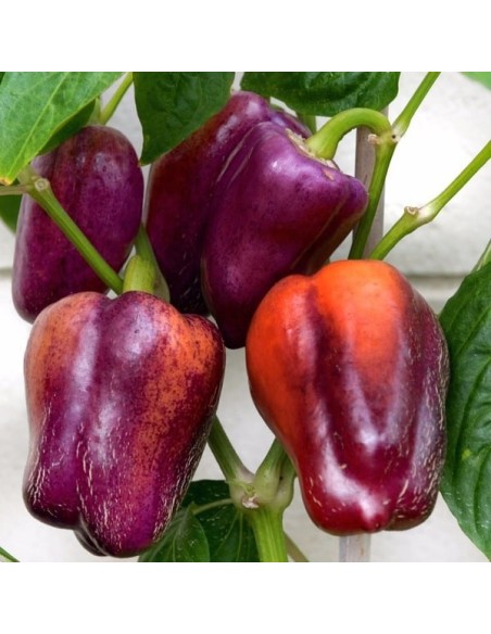 Poivron Oda
