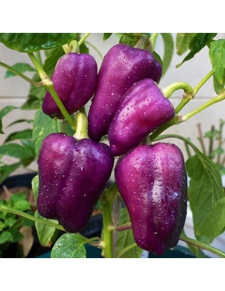 Poivron Oda