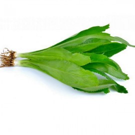 Graines Coriandre chinoise (ngo gai)