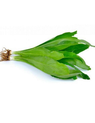 Graines Coriandre chinoise (ngo gai)