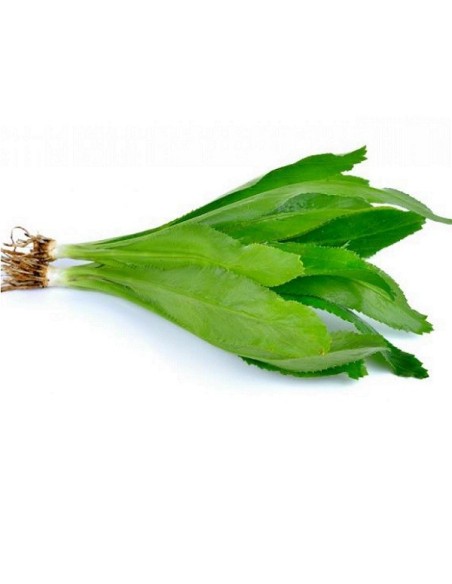 Graines Coriandre chinoise (ngo gai)