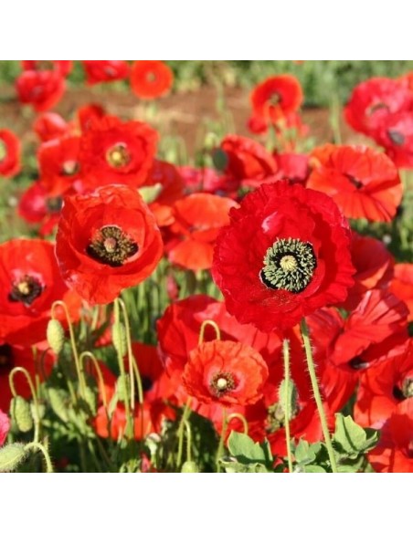 Papaver rhoeas (Coquelicot rouge)