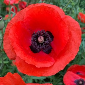 Papaver rhoeas (Coquelicot rouge)