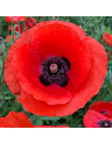Papaver rhoeas (Coquelicot rouge)