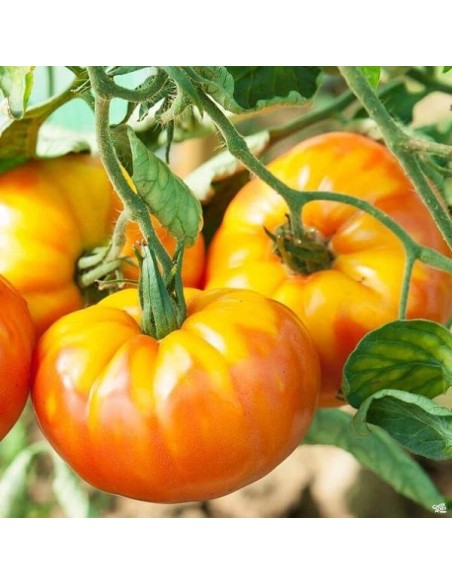 Graines Tomate ancienne ananas