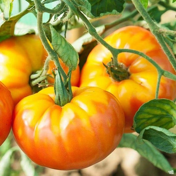 AGROBITS Tomate Noir 10 graines Ananas Graines de tomate/Choisissez entre 85 variétés Heirloom Seeds organiques 