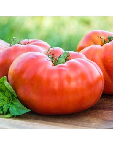 Graines Tomate ancienne 'Brandywine Red'