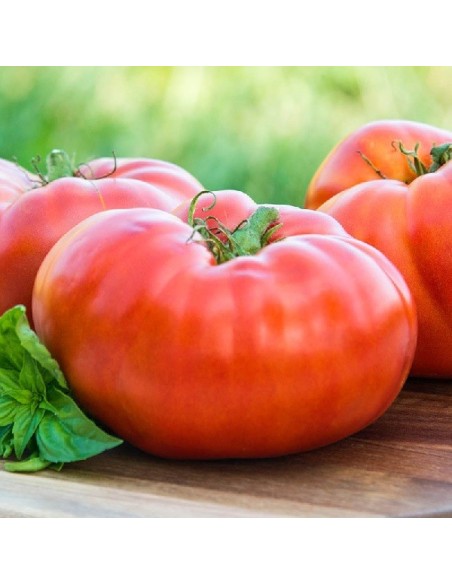 Graines Tomate ancienne 'Brandywine Red'