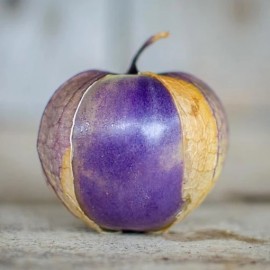 Tomatillo Violet (Physalis ixocarpa)