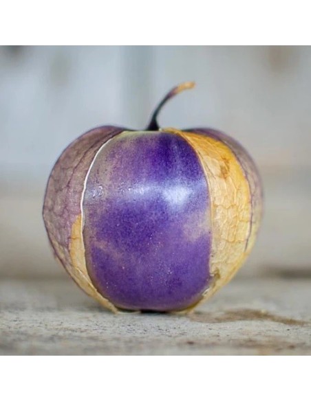 Tomatillo Violet (Physalis ixocarpa)