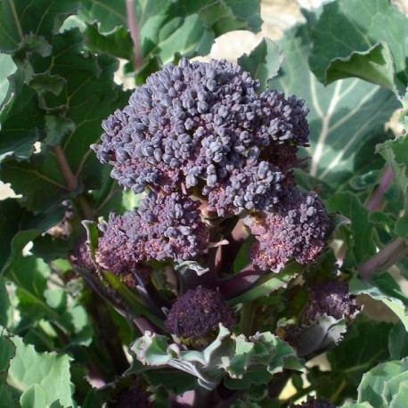 Broccoli violet 'purple sprouting'