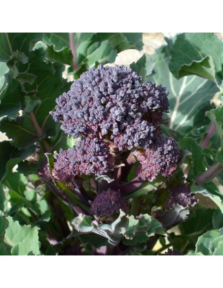 Broccoli violet 'purple sprouting'