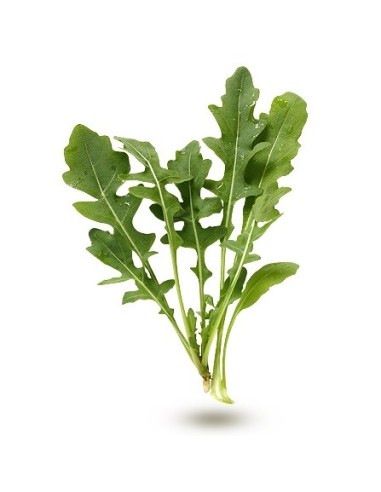 Graines Roquette
