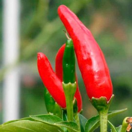 Graines Piment 'Tabasco' (Piment fort)