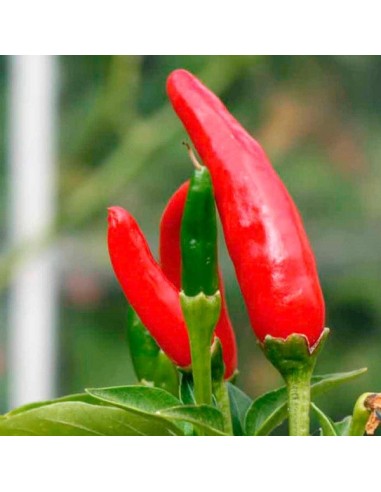Graines Piment 'Tabasco' (Piment fort)