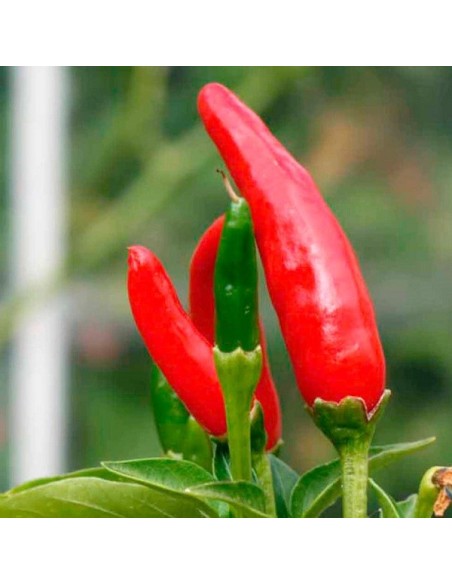 Graines Piment 'Tabasco' (Piment fort)
