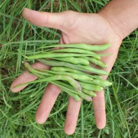 Graines Radis Serpent Rattail (Radis queue de rat)