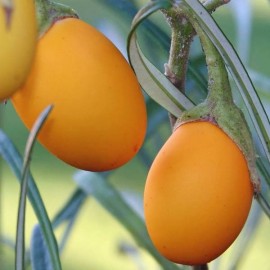 Aubergine 'Golden eggs' - Arbres aux oeufs d'or