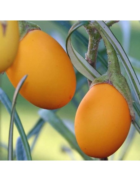 Aubergine 'Golden eggs' - Arbres aux oeufs d'or