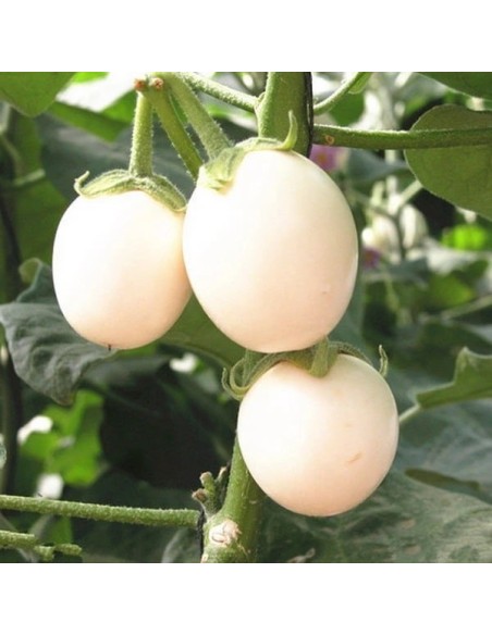Aubergine 'Golden eggs' - Arbres aux oeufs d'or