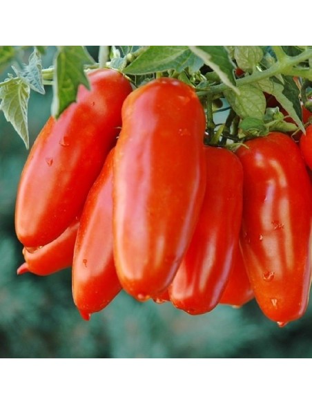 Tomate San Marzano 2
