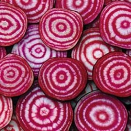 Betterave 'Chioggia'