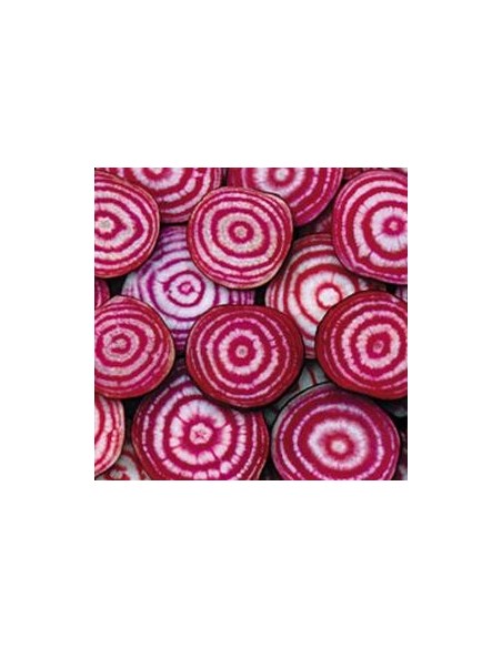 Betterave 'Chioggia'
