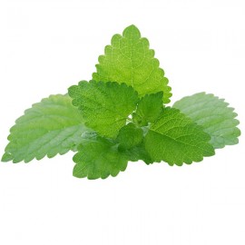 Graines Mélisse officinale (Mélisse citronnelle)