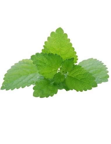 Graines Mélisse officinale (Mélisse citronnelle)