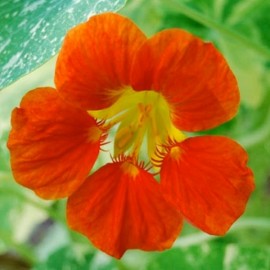 Capucine naine Jewel MIX (Tropaeolum nanum)