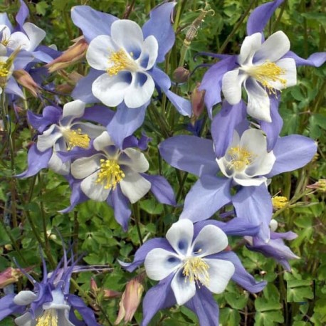 Ancolie bleue à fleurs précoces ( Aquilegia caerulea)