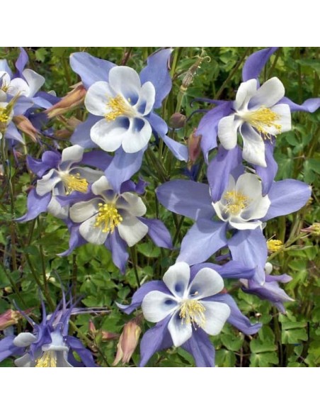 Aquilegia caerulea (Ancolie bleue)