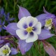 Aquilegia caerulea (Ancolie bleue)