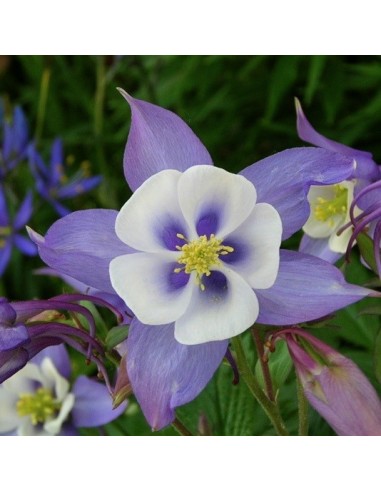 Aquilegia caerulea (Ancolie bleue)