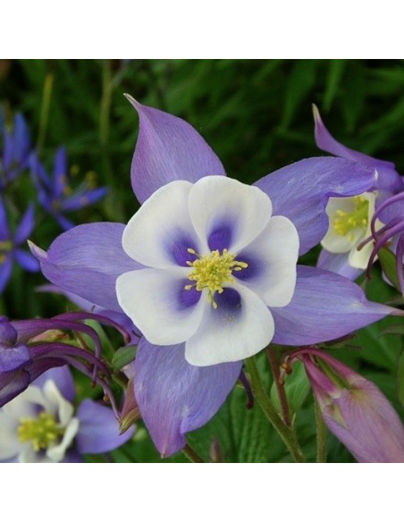 Aquilegia caerulea (Ancolie bleue)