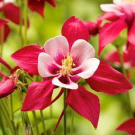 Ancolie des jardins MIX (ancolie commune)