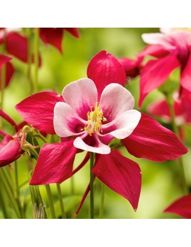 Ancolie des jardins MIX (ancolie commune)