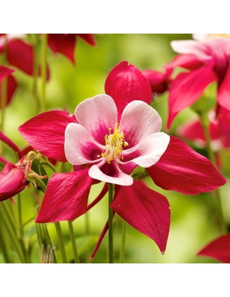 Ancolie des jardins MIX (ancolie commune)