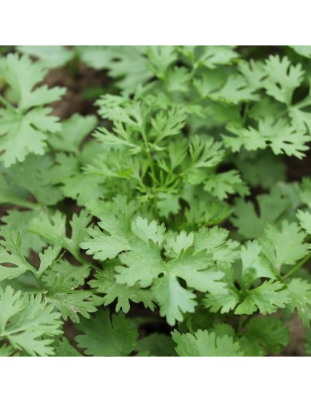 Coriandrum sativum (persil arable, persil chinois)