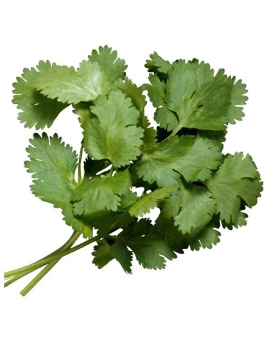 Coriandrum sativum (persil arable, persil chinois)