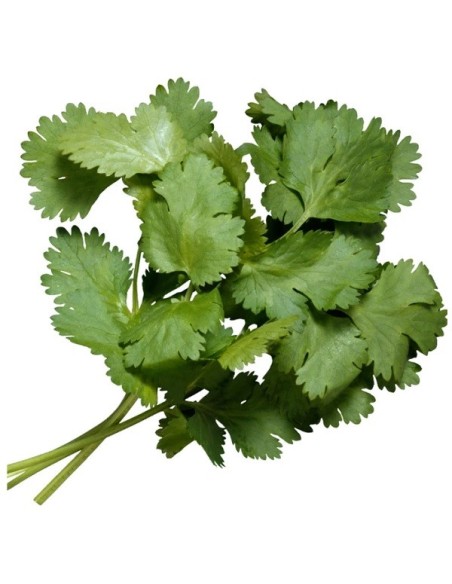 Coriandrum sativum (persil arable, persil chinois)