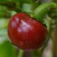 Graines Piment fort 'Red Cherry Large Hot'