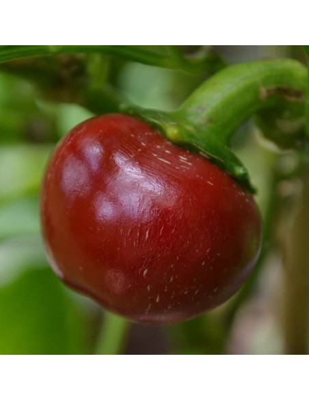 Graines Piment fort 'Red Cherry Large Hot'